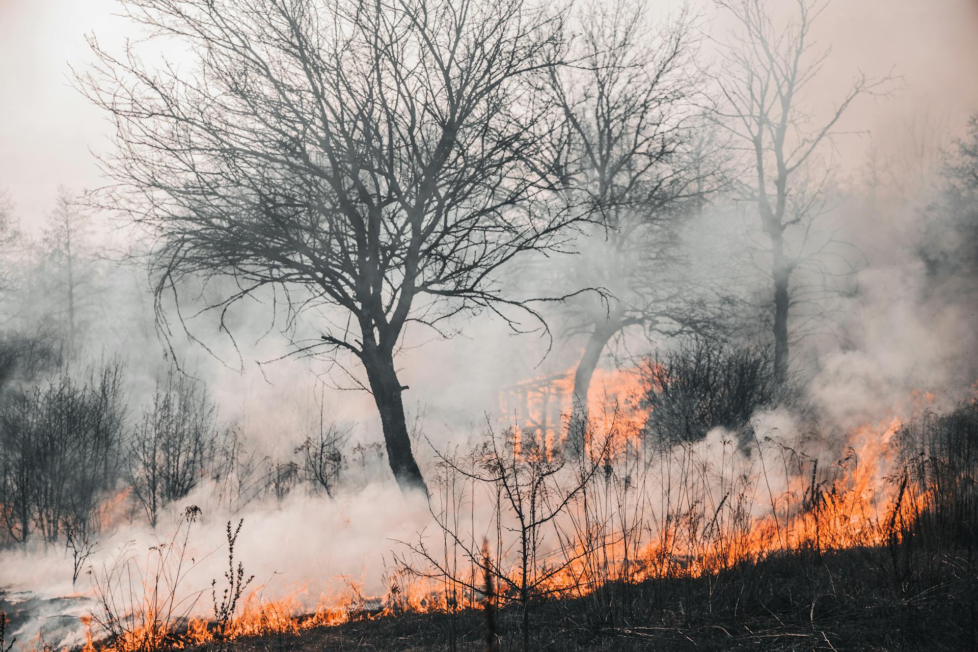 Prevenzione di incendi e per la  profilassi delle malattie parassitarie anno 2026
