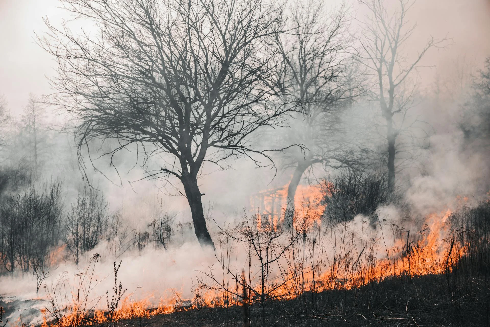 Prevenzione di incendi e per la  profilassi delle malattie parassitarie anno 2026